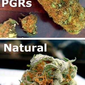 orange-hairs-pgr-vs-natural-sm.jpg