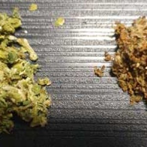 ground-pgr-bud-vs-natural-bud-sm.jpg