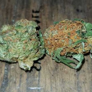 natural-vs-pgr-grown-cannabis-buds-sm.jpg