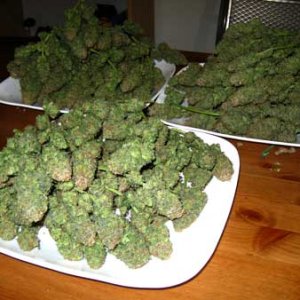 pile-of-dense-cannabis-buds-sm.jpg