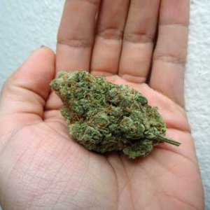 well-trimmed-bud-in-hand-platinum-j1-sm.jpg