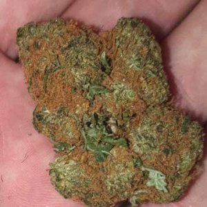 orange-pgr-bud-dense-sm.jpg