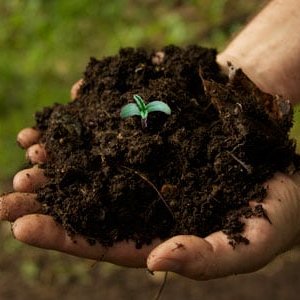 organic-soil-marijuana-hand-sm.jpg