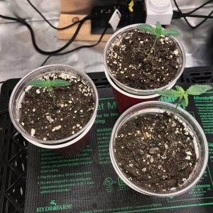 Express Grow 2-13-22 D8 above.jpg