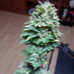 Krishna Bud.jpg