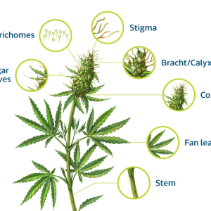 1010986_Blog-graphics_Cannabis-Anatomy_031721.png