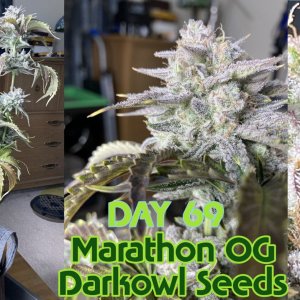 marathon og day 69.jpg