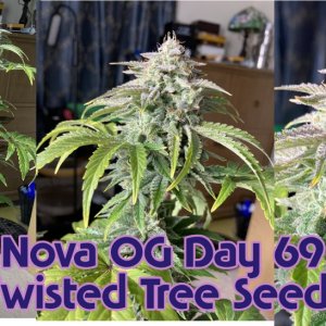 nova og day 69.jpg