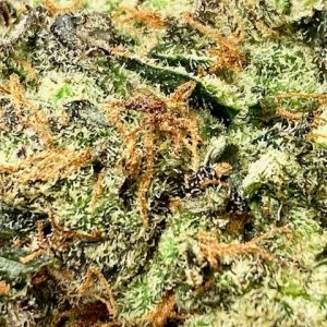 DSD wet trimmed bud closeup.jpg