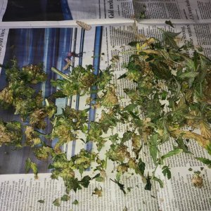 Smoothie bulk bud rot 2-18-22.jpg