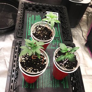 Express Grow 2-20-22 15above.jpg