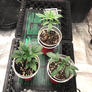 Express Grow 2-23-22 Day 18.jpg