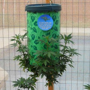 topsy-turvy-cannabis-weed-plant.jpg