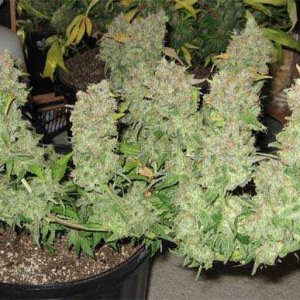 LST-Huge-Buds.jpg