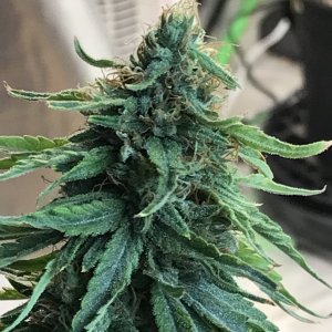 Jack Herer (Jade)-Day 30F-i.JPG