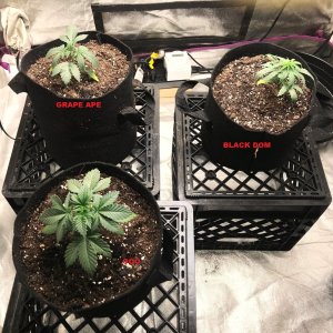 Express Grow 2-26-22 Day 21 labels.jpg