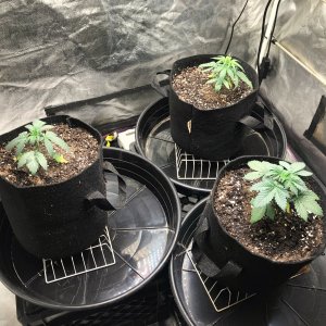 Express Grow 2-27-22 Day 22.jpg