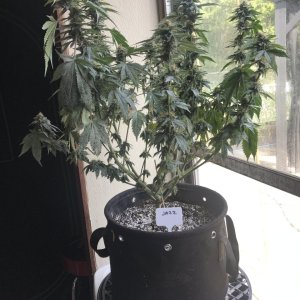 Jack Herer (Jazz)-Day 30F-a.JPG