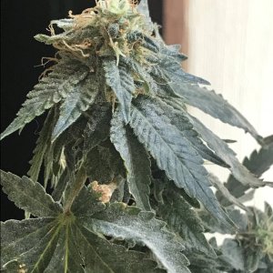 Jack Herer (Jazz)-Day 30F-d.JPG