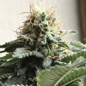 Jack Herer (Jazz)-Day 35F-g.JPG