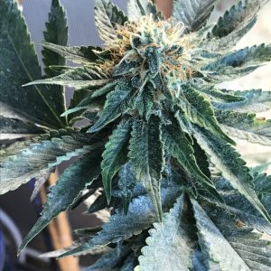 Jack Herer (Jazz)-Day 35F-h.JPG