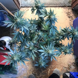 Jack Herer (Jazz)-Day 35F-k.JPG