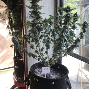 Jack Herer (Jazz)-Day 41F-l.JPG