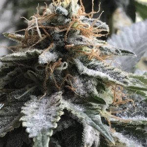 Jack Herer (Jazz)-Day 41F-m.JPG