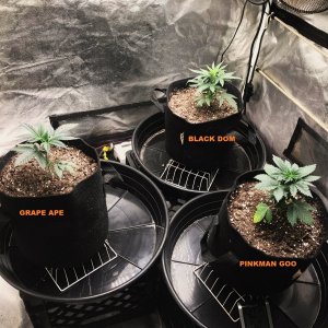 Express Grow 3-2-22 Day 25 labels.jpg