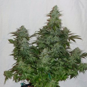 LED/HID harvest