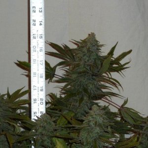 LED/HID harvest