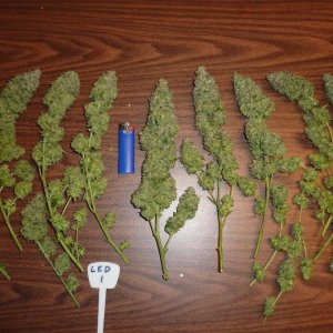 LED/HID harvest