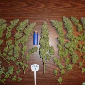 LED/HID harvest