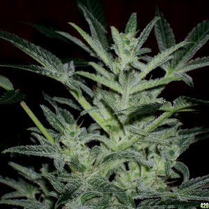 AK-47_X_Lowryder