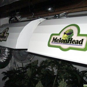 MelonHead Reflectors from Advanced Nutrients