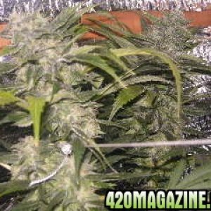 reserva privada seeds  Kandy  kush