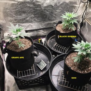 Express Grow 3-6-22 Day 29 labels.jpg