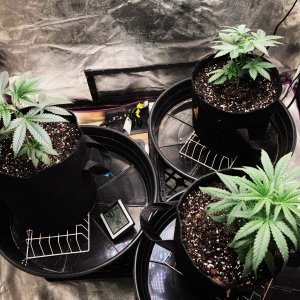 Express Grow 3-7-22 Day 30.jpg