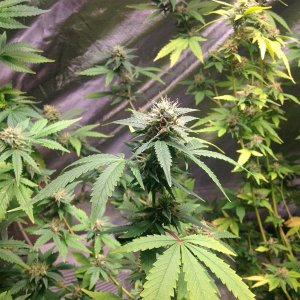 Indica Mark2 Flower6.JPG