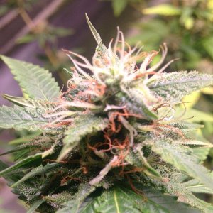 Indica Mark2 Flower7.JPG