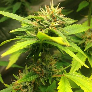 Indica Mark2 Flower13.JPG