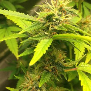 Indica Mark2 Flower16.JPG