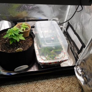 HMW cuttings day0 (2).JPG