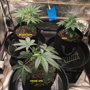 Express Grow 3-10-22 Day 33 labels.jpg