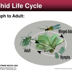 aphid-life-cycle-n.jpg