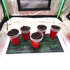 Bgum Grow seed bury 3-11-22.JPG