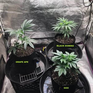 Express Grow Tent 3-11-22 Day 34 labels.jpg