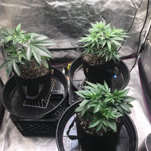 Express Grow 3-13-22 Day 36.jpg