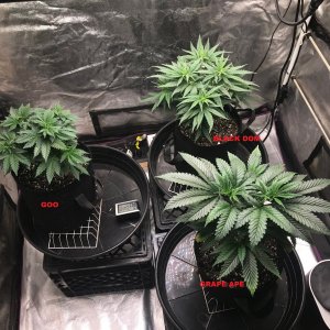 Express Grow 3-16-22 Day 39 labels.jpg