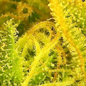 Trichome 1 almost done.jpg